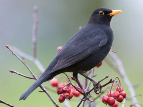 Blackbirds