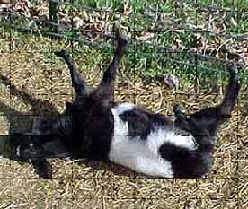Fainting Goats